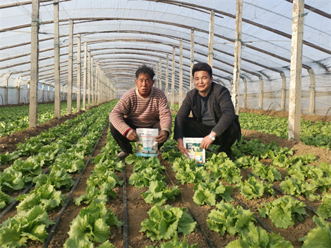 水溶肥,翠姆,生菜种植