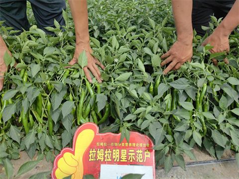 辣椒种植,水溶肥,拉姆拉