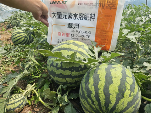 进口水溶肥,西瓜种植,翠姆水溶肥