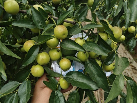 水溶肥品牌,冬枣种植,伯示麦水溶肥